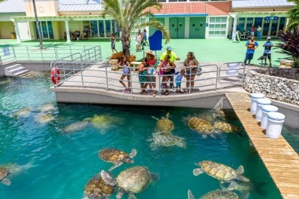 Stingray & Turtle Center